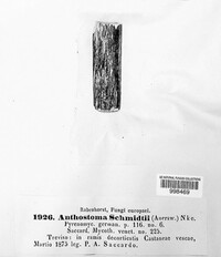 Anthostoma melanotes image